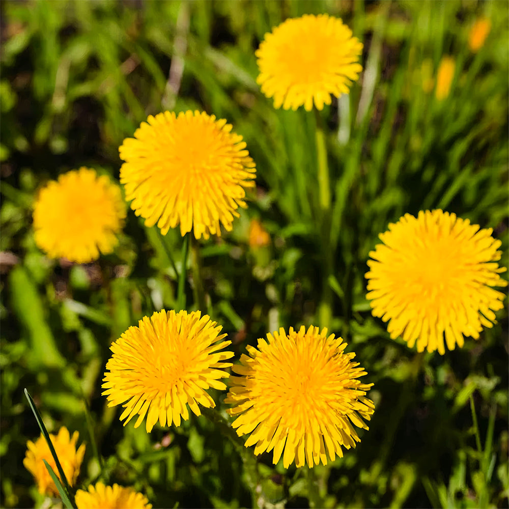 Yellow Dandelion Seeds