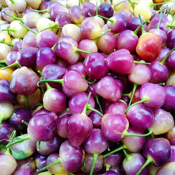 Vibrant Guangxi Rainbow Pickled Pepper Seeds