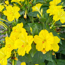 Four O'clock Flower (Mirabilis jalapa) Seeds