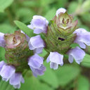 Self Heal Seeds