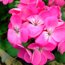 Geranium Seeds - Landscaper Pink F1