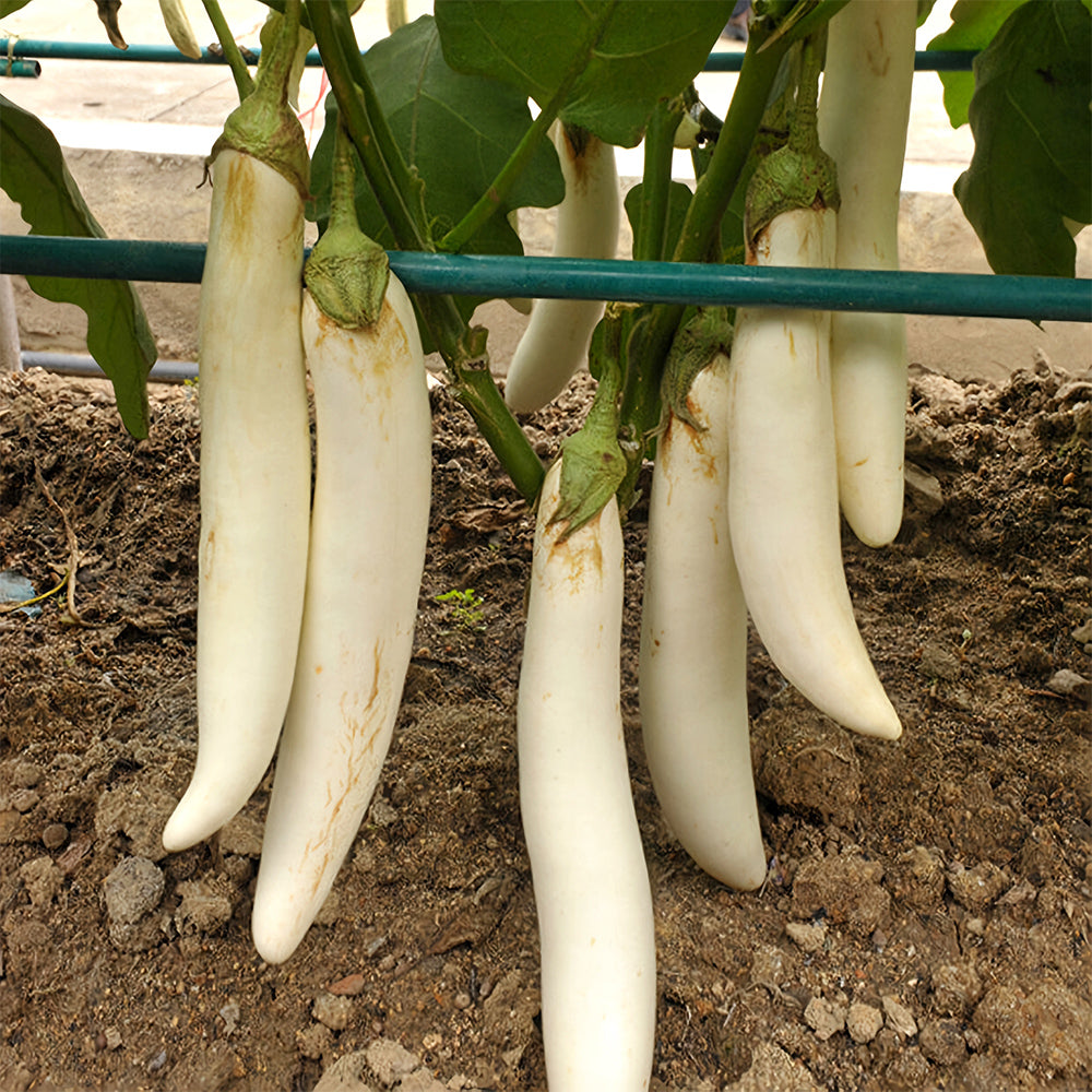 White Long Eggplant Seeds