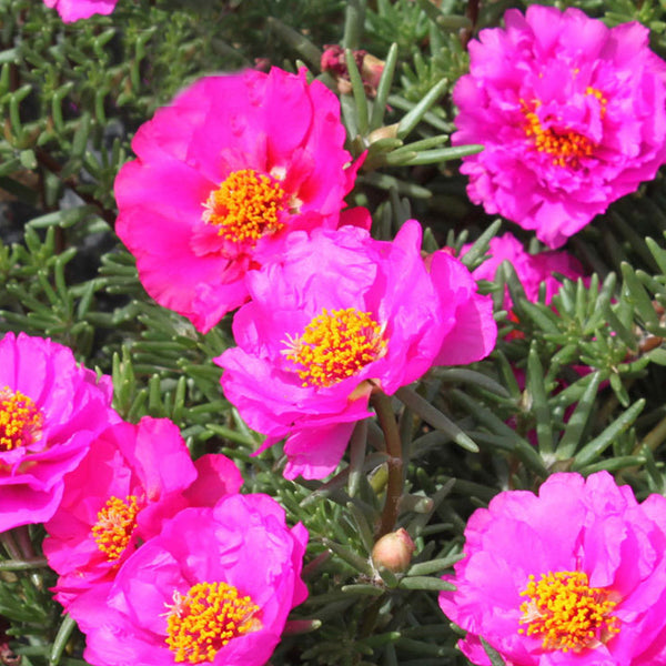Moss Rose Seeds, Mixed Portulaca grandiflora