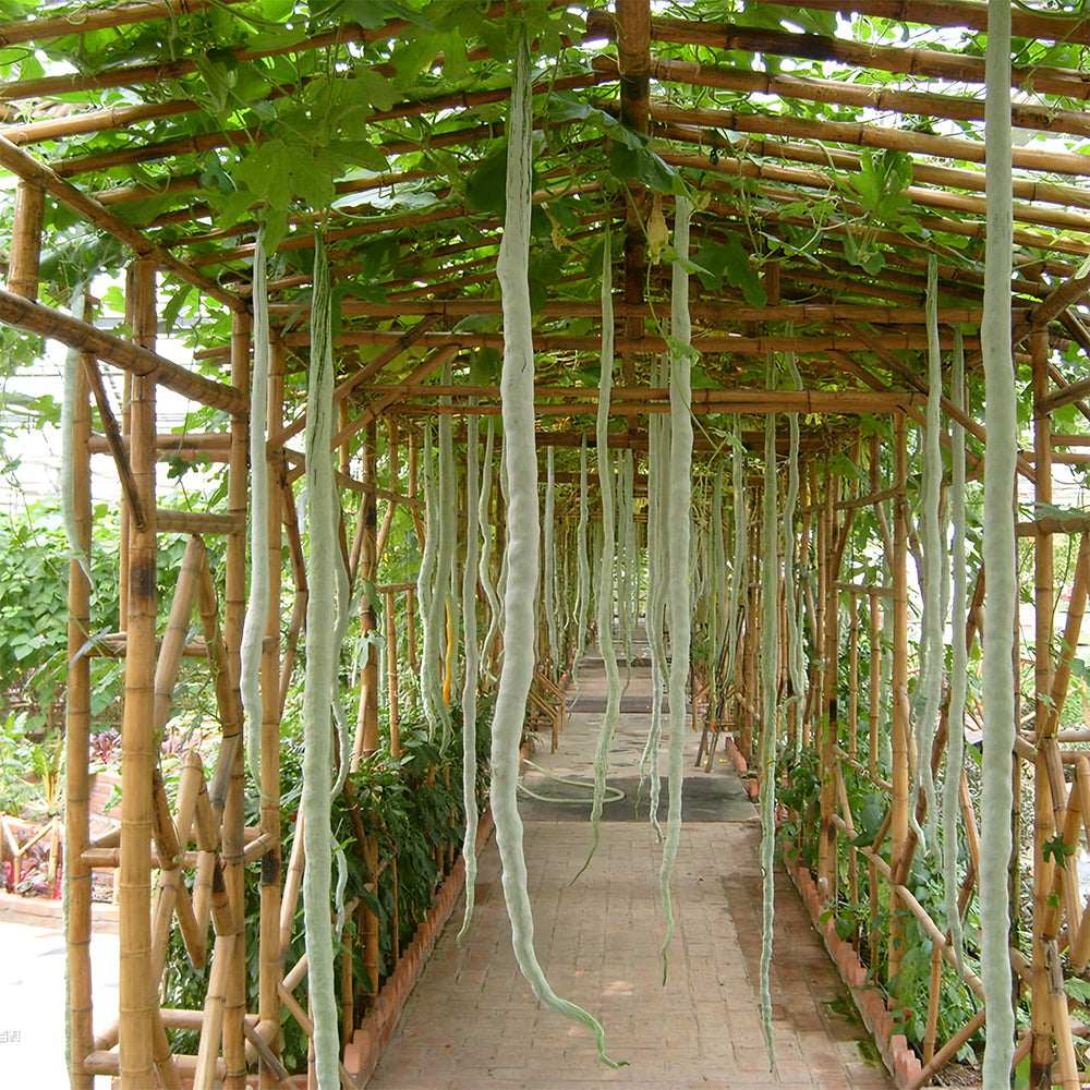 Snake Gourd (Trichosanthes cucumerina) Seeds