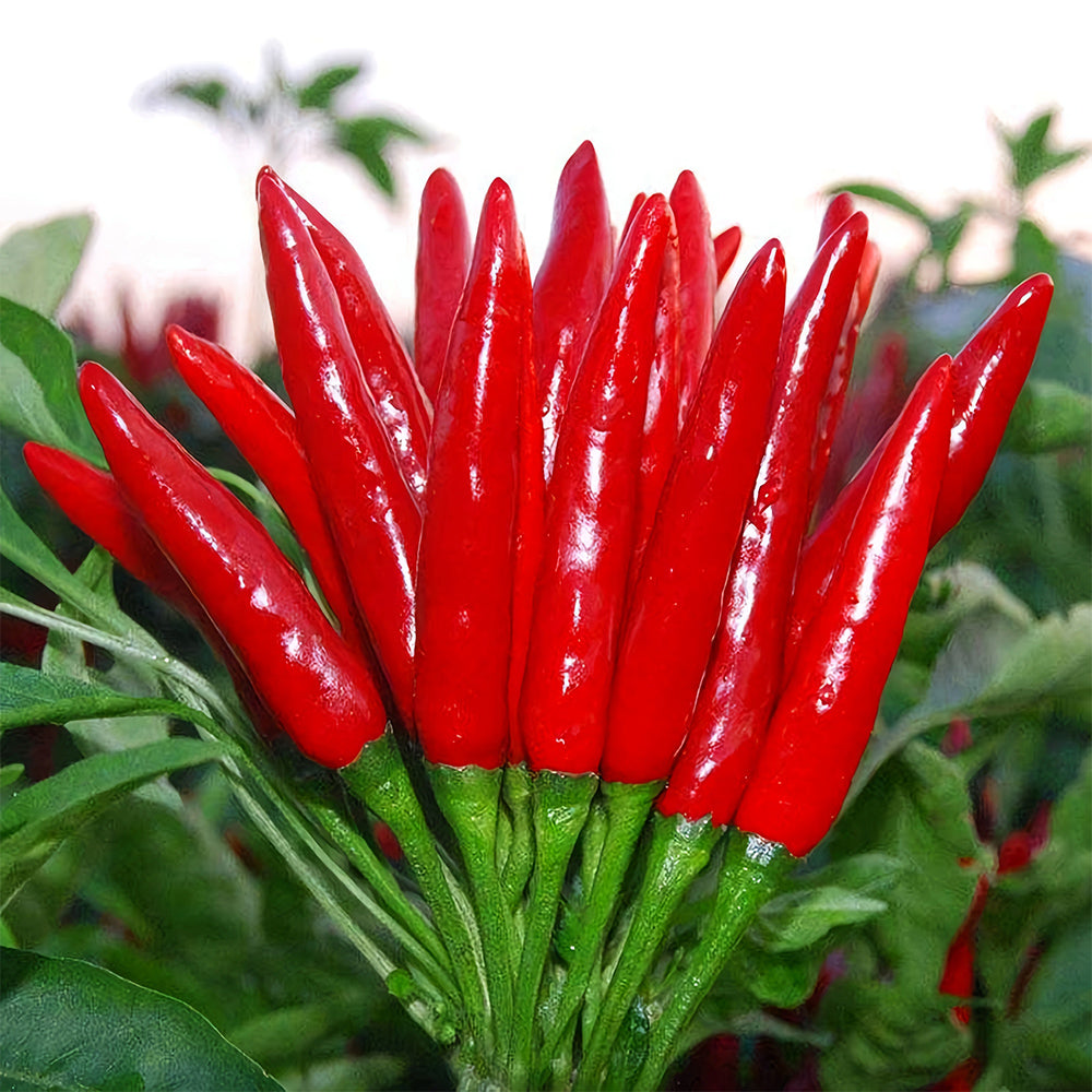 Jinke Lifeng® Red Cluster Pepper Seeds