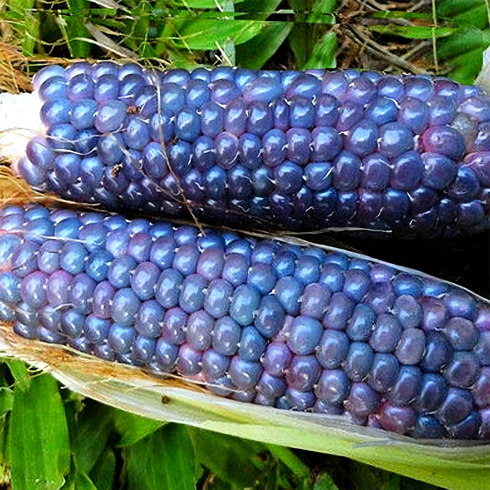 Kids' Choice: 4 Baby Blue Jade Corn Seeds