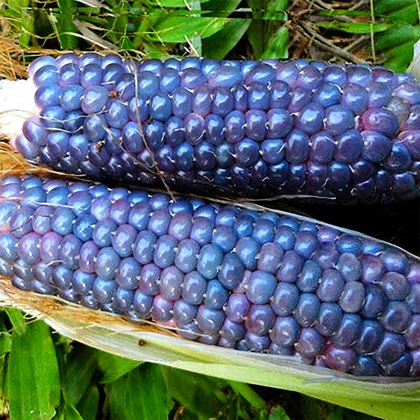 Kids' Choice: 4 Baby Blue Jade Corn Seeds