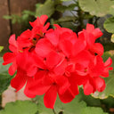 Red Geranium Seeds - Landscaper Red  F1