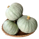 Silver Chestnut Pumpkin Hybrid Seeds