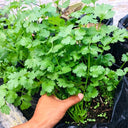 Jingyan Organic Coriander