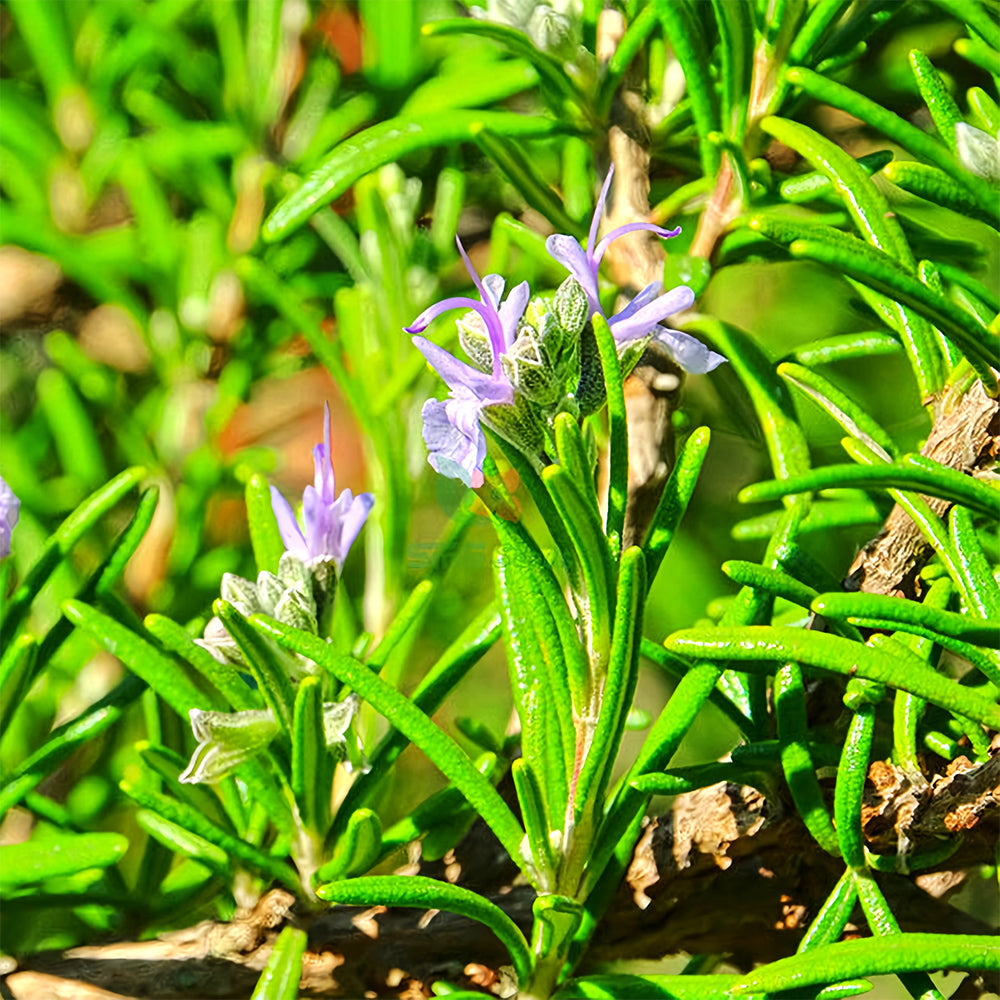 Rosemary Seeds