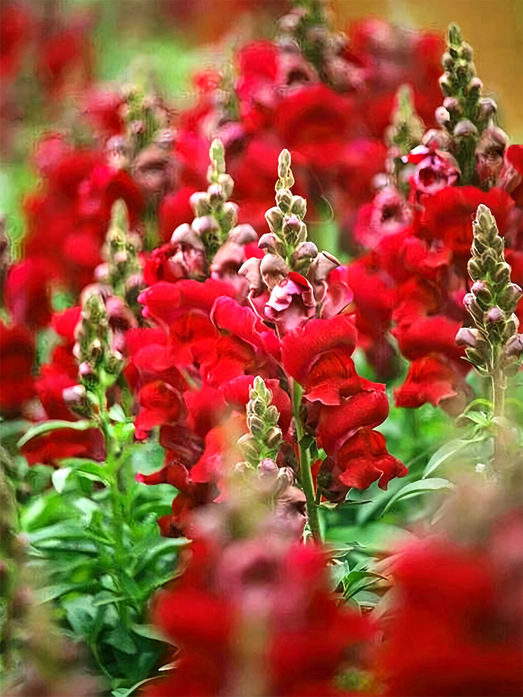 Tall Snapdragon, Dark Red