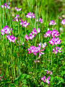 Chinese Milk Vetch