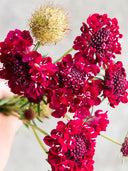 Scabiosa Atropurpurea, Red