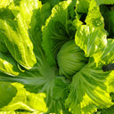 'Selected Dapingpu 818' Mustard Greens Seeds, 10g