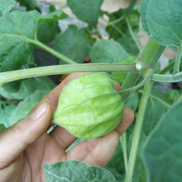 Groundcherry Seeds, 200 Seeds