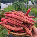 Jinfeng No.9 Red Okra Seeds, 10g