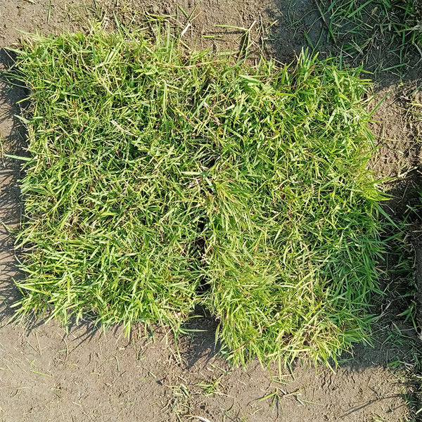 Chinese Zoysia Grass Coated Seeds, 50g