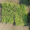 Chinese Zoysia Grass Coated Seeds, 50g