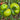 534 Green Sugar Tomato, 5 Seeds