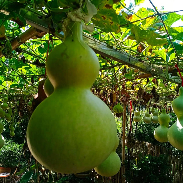 Thick-neck Eight Treasures Gourd, 10 Seeds