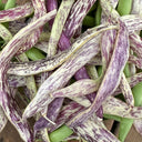 Purple Speckled Kidney Bean, 50 Seeds