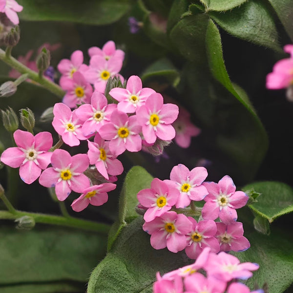 Pink Alpine Forget-Me-Not Seeds, 600 Seeds