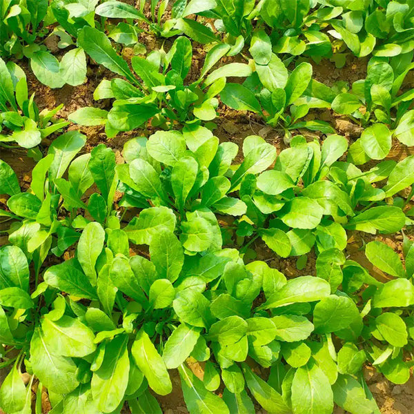 'Jiemei' Fast-Growing Radish Sprouts Seeds, 20g