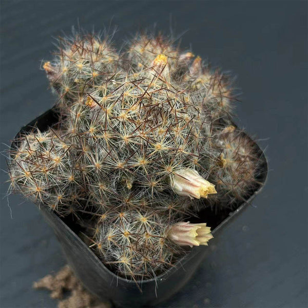 Mammillaria prolifera, 4-5cm