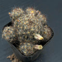 Mammillaria prolifera, 4-5cm