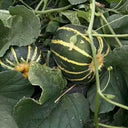 Bing Tangzi Melon, 50 Seeds