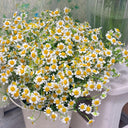Cut Flower Chamomile, 1g