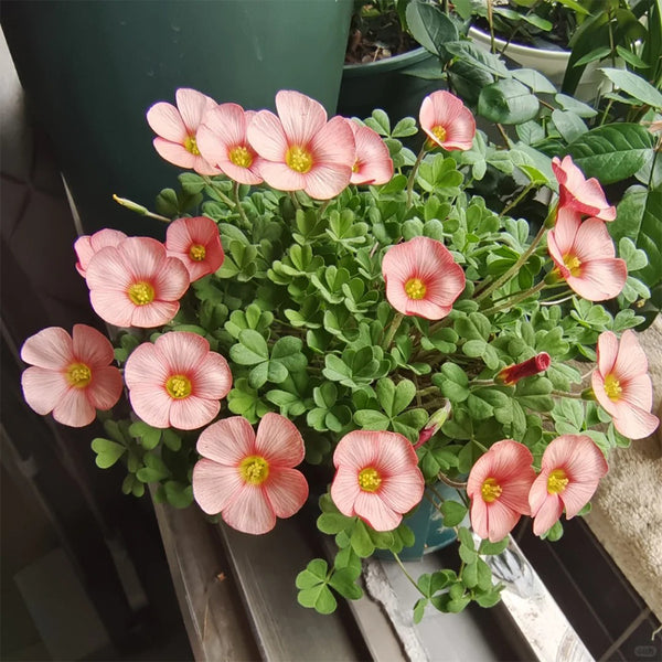 Oxalis versicolor 'Cherry Cream', 5 Bulbs