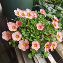 Oxalis versicolor 'Cherry Cream', 5 Bulbs