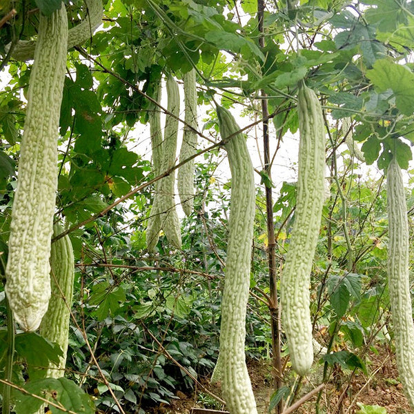 Chang Cui Yu Slender Bitter Melon, 5 Seeds