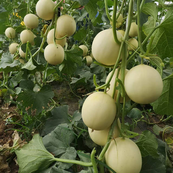 Caidu Jinyu No.12 F1 Melon, 15 Loose Seeds
