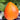 822 Orange Russian Mottled Tomato, 5 Seeds