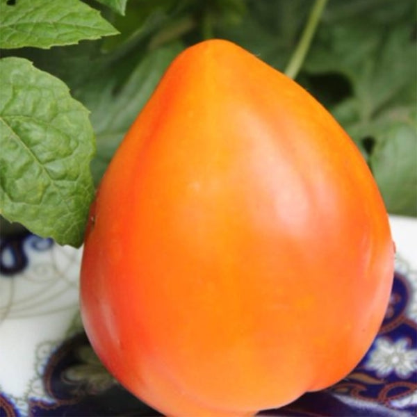 822 Orange Russian Mottled Tomato, 5 Seeds