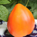822 Orange Russian Mottled Tomato, 5 Seeds