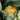 Golden Cauliflower (Brassica oleracea var. Botrytis) Seeds, 100 Seeds