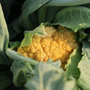 Golden Cauliflower (Brassica oleracea var. Botrytis) Seeds, 100 Seeds