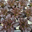 'Jing Zique' Lettuce Seeds, 5g
