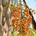 Jelly Palm Seeds, 25 Seeds