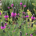Purple Prairie Clover, 130 Seeds