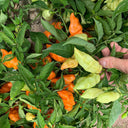 Habanada Sweet Pepper, 10 Seeds