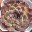 Echeveria cv. 'Purple Fairy'‌, 3pcs x 1-head
