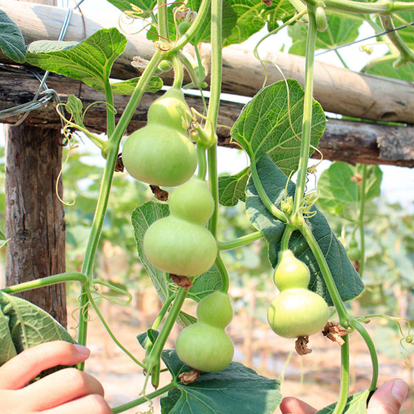Hezhichun Mini Hand-twisted Gourd, 10 Seeds