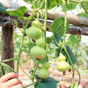 Hezhichun Mini Hand-twisted Gourd, 10 Seeds