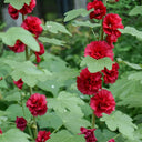 W964 Tall Double Red Hollyhock, 10 Grams ≈ 500 Seeds