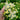 Feverfew 'Snowball', 200 Seeds